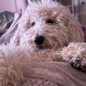 Meet your Posher, Lisa